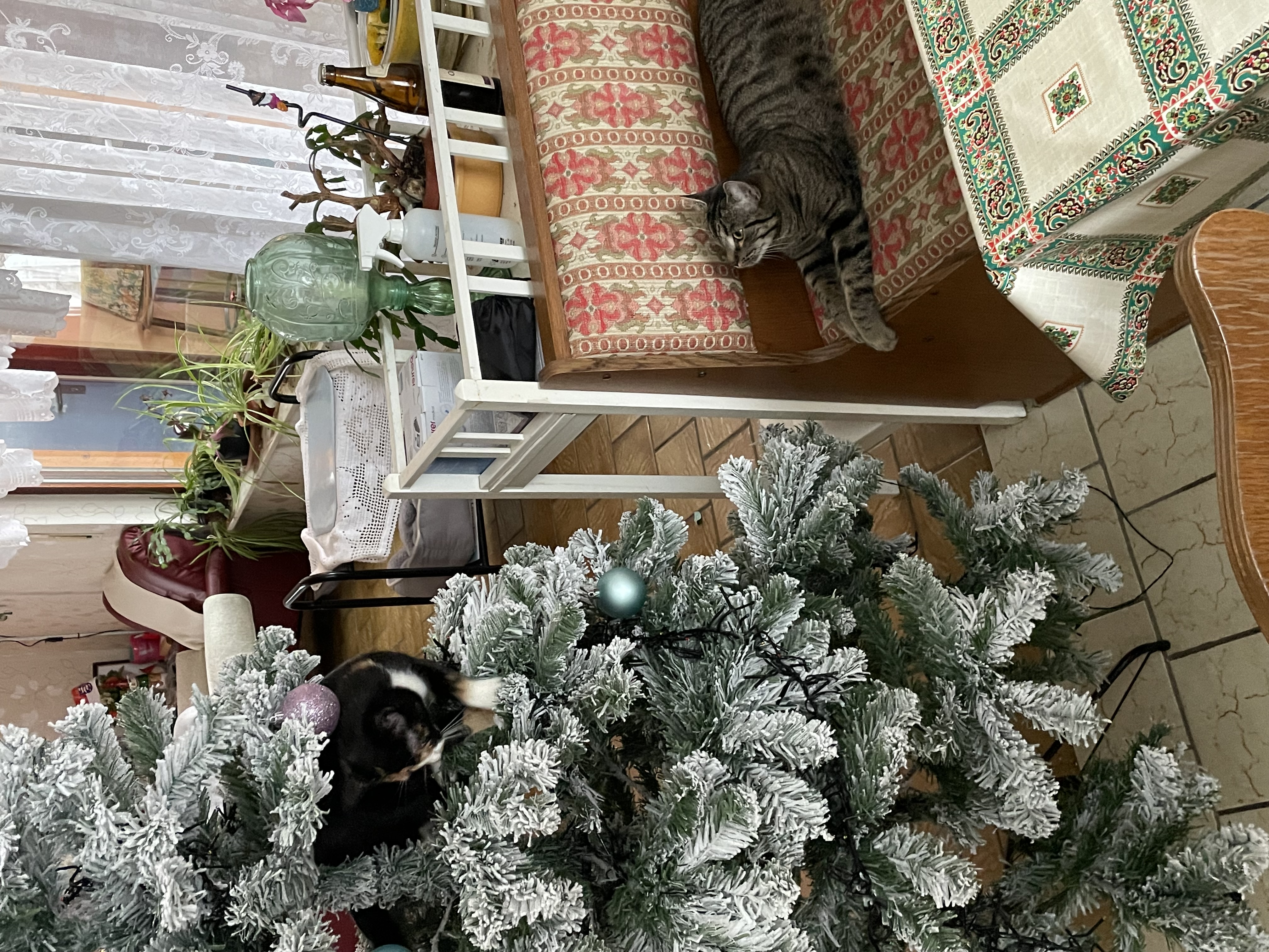 IMG_1618.jpeg