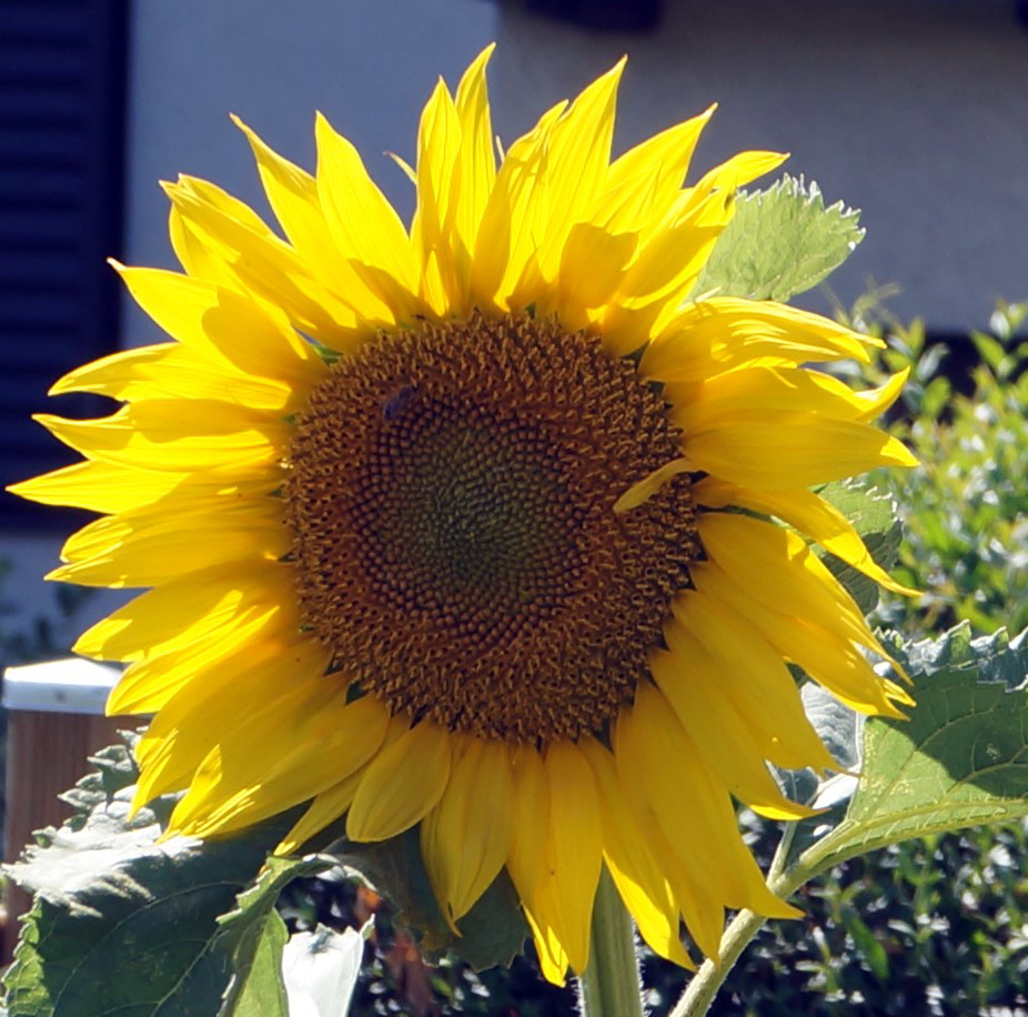 sonnenblume.jpg
