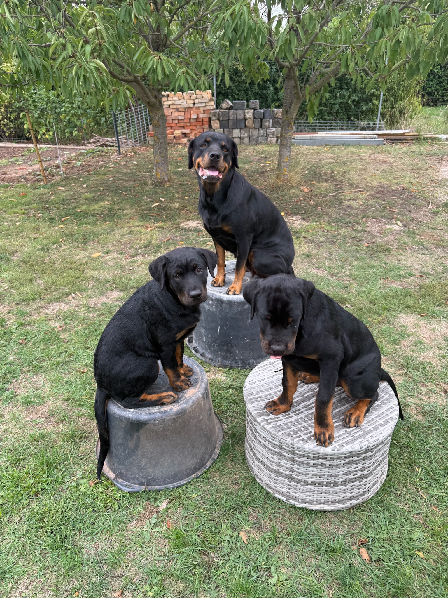 IMG_2019.jpeg