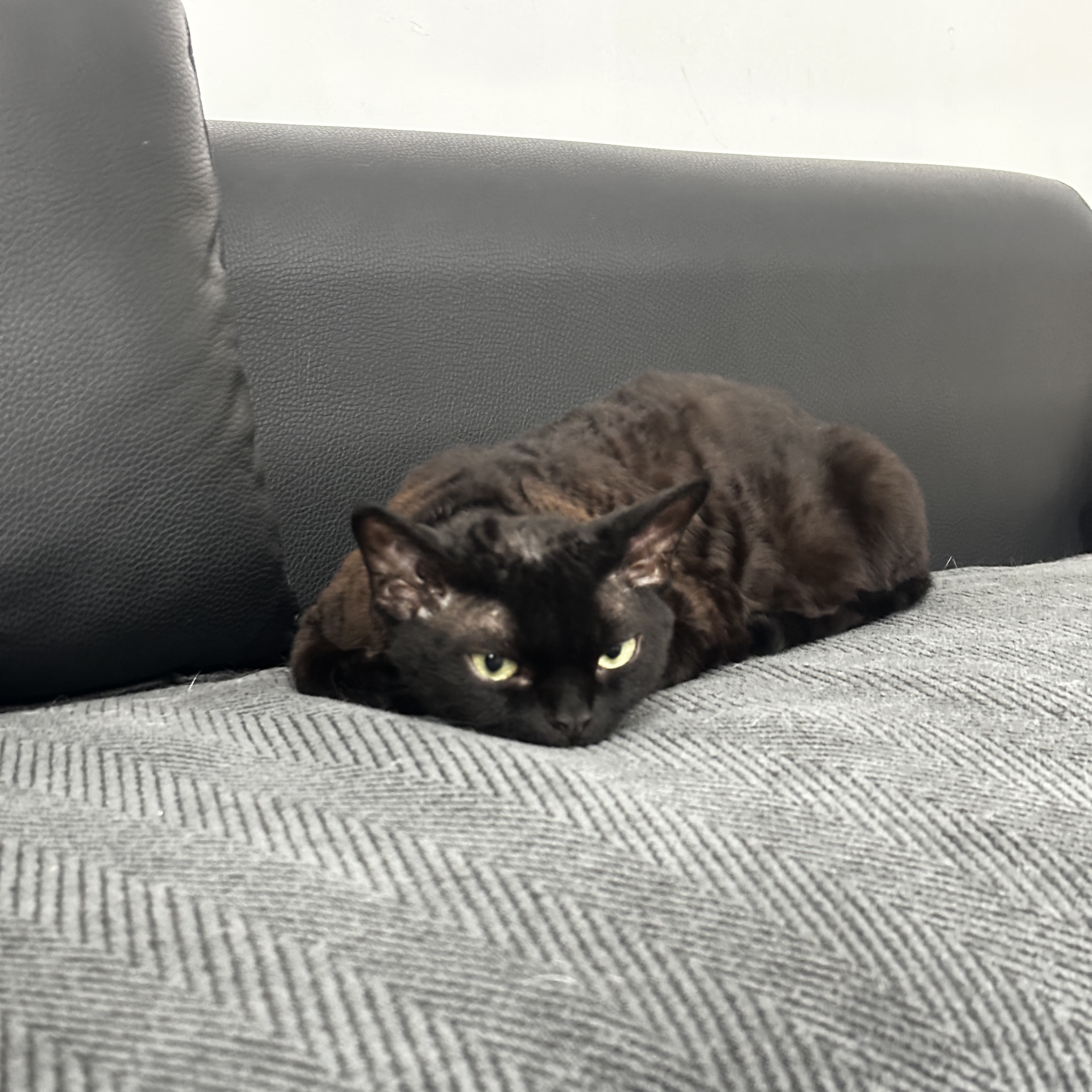 IMG_7483.jpeg