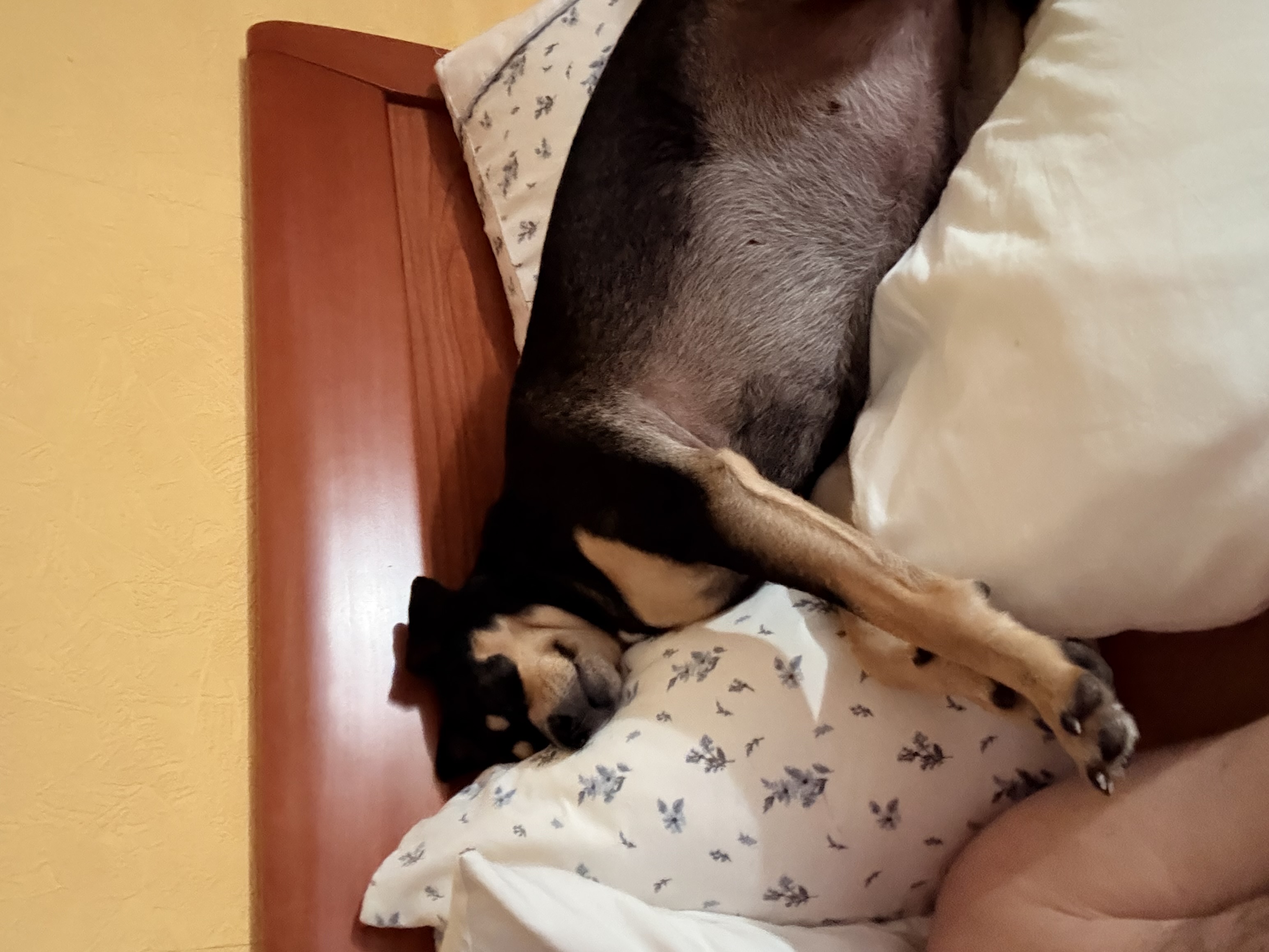IMG_0370.jpeg