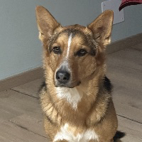 Gigu