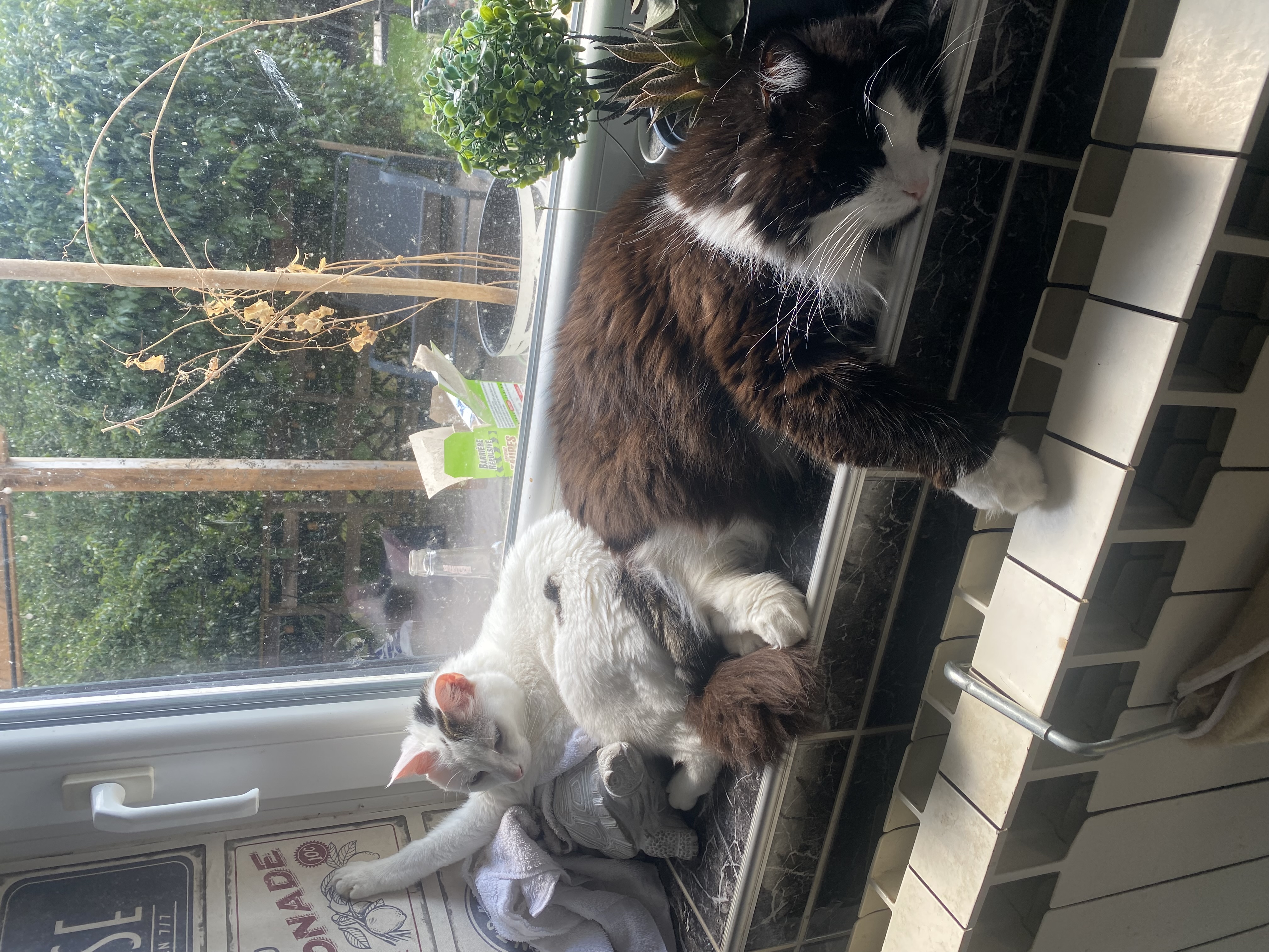 IMG_5518.jpeg