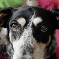 Otto